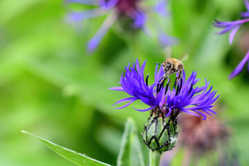 A honeybee hovers over the bloom of a mountain bluet (Centaurea montana) in an Alaska garden.