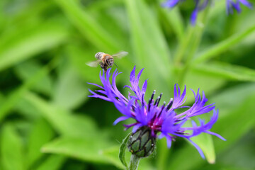 A honeybee hovers over the bloom of a mountain bluet (Centaurea montana) in an Alaska garden.