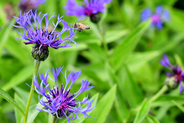 A honeybee hovers over the bloom of a mountain bluet (Centaurea montana) in an Alaska garden.