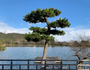 池のほとりに佇む一本の松
