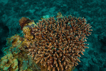Nature Red Sea