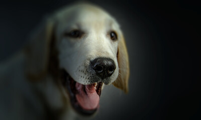 Portrait of dog on a dark background
