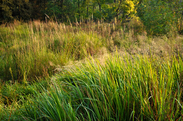 grass in the field