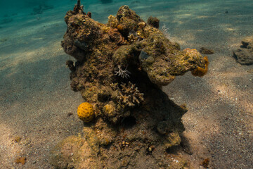 Nature Red Sea