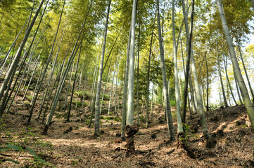 bamboo forest