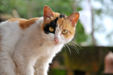 Fototapeta premium portrait of a cat