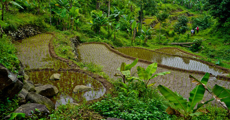 view of green rice fields in the countryside. West Java - Indonesia