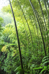 Obraz na płótnie Canvas sun shining through the bamboo forest