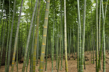 Plakat sun shining through the bamboo forest