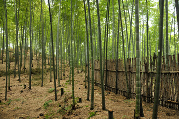 sun shining through the bamboo forest