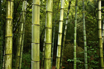 sunlight through the bamboo forest in rain