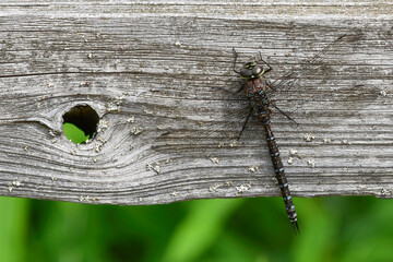 Dragonfly on a weathered wooden fence.