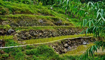 view of green rice fields in the countryside. West Java - Indonesia
