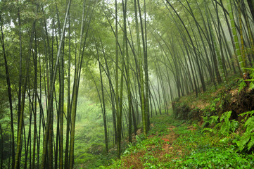 Fototapeta na wymiar sunlight through the bamboo forest in rain