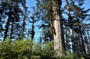 Fototapeta premium trees in the forest