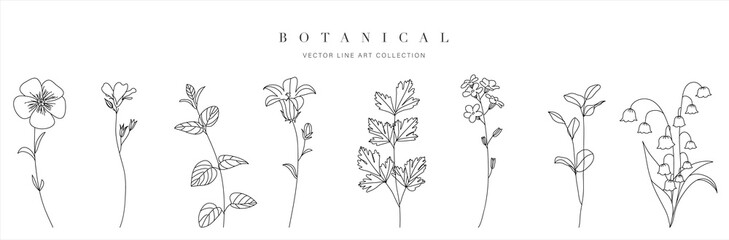 Wild flowers vector collection.  herbs, herbaceous flowering plants, blooming flowers, subshrubs isolated on white background. Hand drawn detailed botanical vector illustration.
