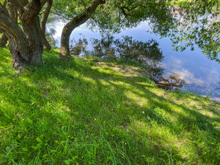 Fototapeta premium picturesque summer landscape with tree on riverbank and reflections of the blue sky in water