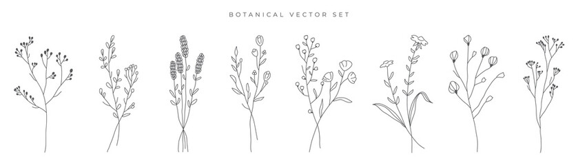 Wild flowers vector collection.  herbs, herbaceous flowering plants, blooming flowers, subshrubs isolated on white background. Hand drawn detailed botanical vector illustration.