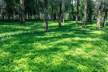 summer forest floor covered in lush green plants. sunlight shining through the tree branches.