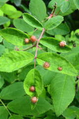 Spiny leaf gall wasp (diplolepis polita) galls growing on a wild rose plant in Alaska.
