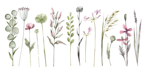 Fototapeta na wymiar Field herbs and wild flowers watercolor illustration isolated on white background. Collection of hand drawn plants. Floral illustration.