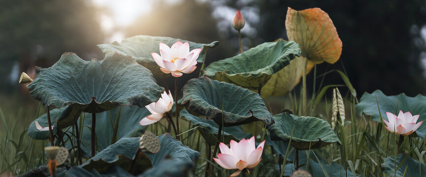lotus flower blossom with sunshine in nature