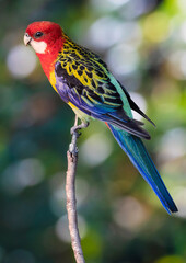 Eastern Rosella