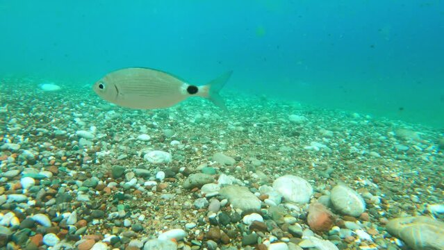 Small gray fish with dot on its tail quickly swims to left in turquoise water over multicolored stones. Close underwater shooting, chasing oblada melanura. Mediterranean Sea shallow waters Montenegro.
