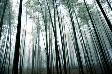 Foto auf Glas bamboo forest in rain © 曹宇
