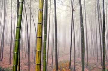 Selbstklebende Fototapeten bamboo forest © 曹宇
