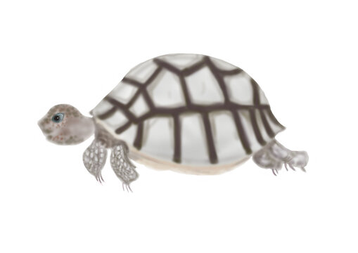 大胆な絵柄の亀