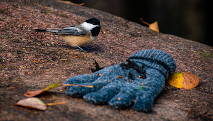 Chickadee and the Lost Glove