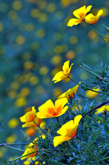 yellow flowers in the park