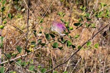 Nature  on the banks of the Jalaboun stream in the Golan Heights, northern Israel