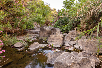 Nature  in the Black Gorge on the banks of the Zavitan stream in the Golan Heights, near to Qatsrin, northern Israel