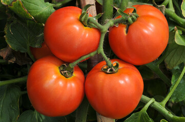 tomatoes in the garden
