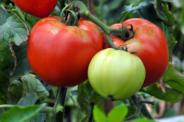 tomatoes in the garden