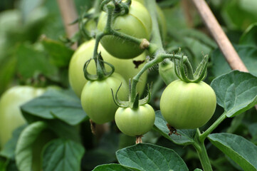 tomatoes in the garden