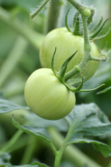 tomatoes in the garden