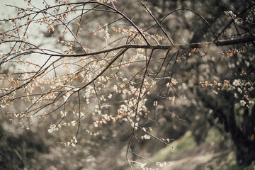 autumn leaves in the rain