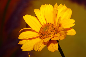 Yellow flower blossom close up botanical background heliopsis helianthoides family compositae big size metal prints high quality nature pictures