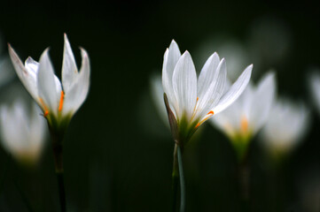 Close-up of blossom white crocuses