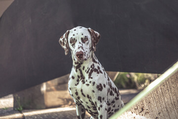 Portrait of a beautiful female dalmatian dog in summer outdoors