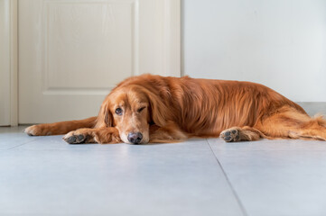 Golden Retriever resting on the floor