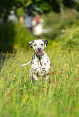 Portrait of a beautiful female dalmatian dog in summer outdoors