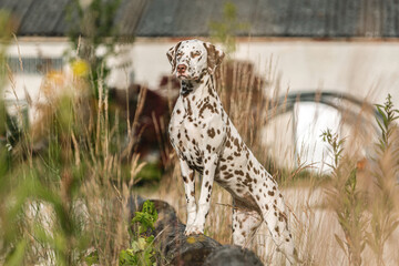 Portrait of a brown dotted dalmatian dog in summer outdoors