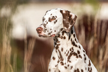 Portrait of a brown dotted dalmatian dog in summer outdoors