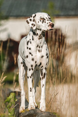 Portrait of a beautiful female dalmatian dog in summer outdoors