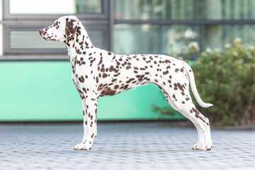 Portrait of a brown dotted dalmatian dog in summer outdoors