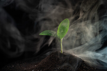 Zucchini sprout in fog on a black background. 